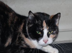 Tisha Bild von Tisha