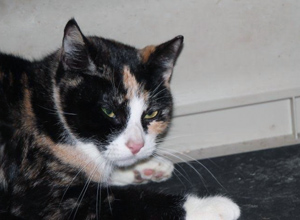 Tisha Bild von Tisha