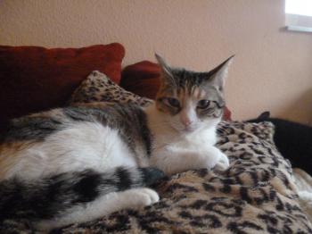 Bela Bild von Bela