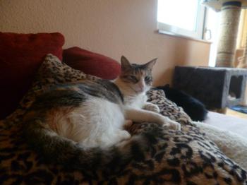 Bela Bild von Bela