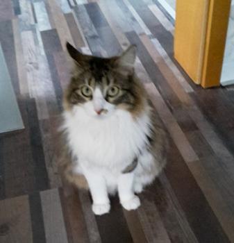 Mouche Bild von Mouche