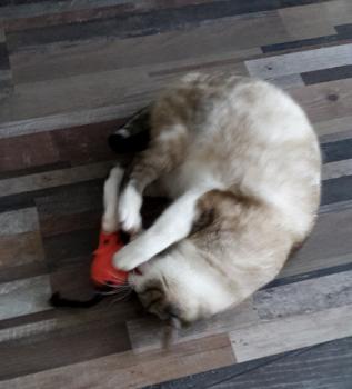 Nyam Bild von Nyam