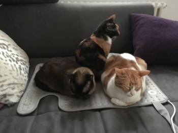 Dama Bild von Dama