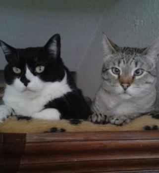 Chispita Bild von Chispita