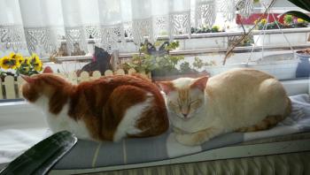 Raton Bild von Raton