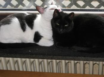Coddy Bild von Coddy