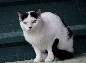 Giacomo Bild von Giacomo
