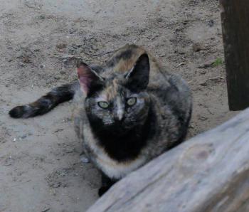 Bild von Farah