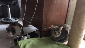 Brenda Bild von Brenda