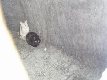 Reina und Principito Bild von Reina
