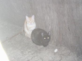 Reina und Principito Bild von Reina