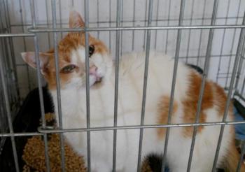 Salomé Bild von Salomé