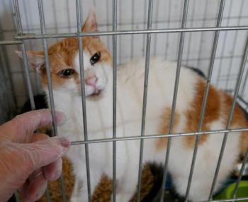 Salomé Bild von Salomé