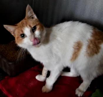 Salomé Bild von Salomé