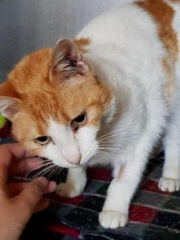 Salomé Bild von Salomé