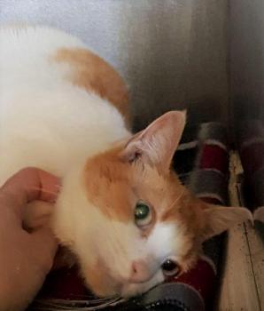 Salomé Bild von Salomé