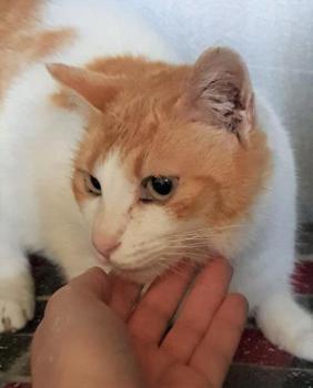 Salomé Bild von Salomé