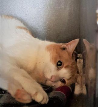 Salomé Bild von Salomé