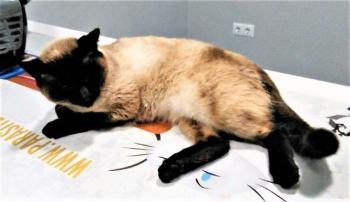 Bijou Bild von Bijou