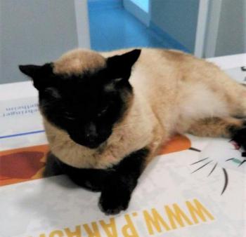 Bijou Bild von Bijou