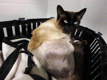 Bijou Bild von Bijou