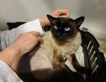 Bijou Bild von Bijou