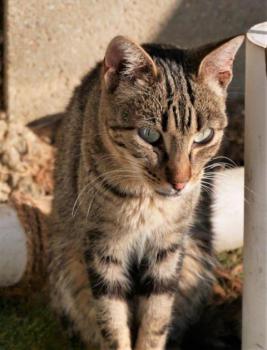 Minou Bild von Minou