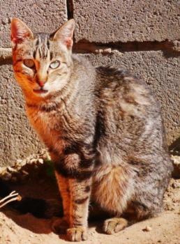 Minou Bild von Minou