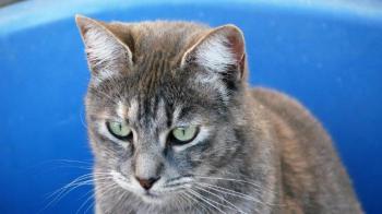 Rosita Bild von Rosita