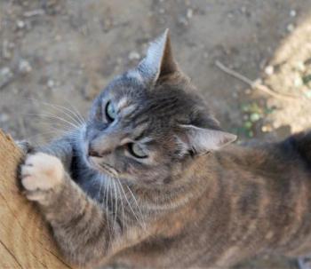 Rosita Bild von Rosita