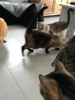 Phara Bild von Phara