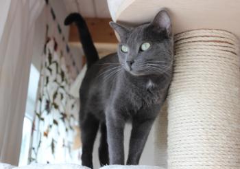 Grisha Bild von Grisha