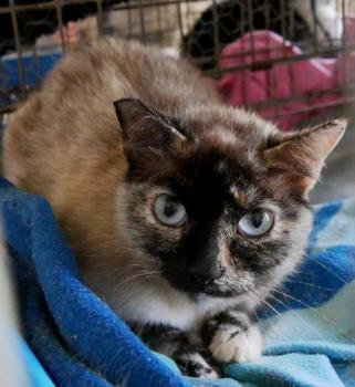 Cosette Bild von Cosette