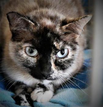 Cosette Bild von Cosette