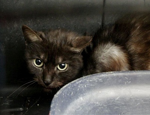 Maluko Bild von Maluko