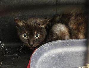 Maluko Bild von Maluko