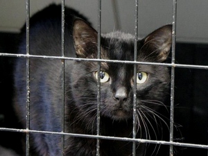 Blackie Bild von Blackie