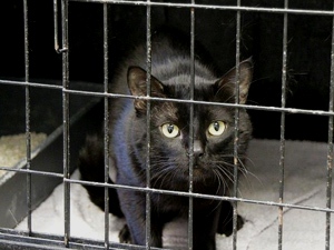 Blackie Bild von Blackie