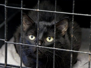 Blackie Bild von Blackie