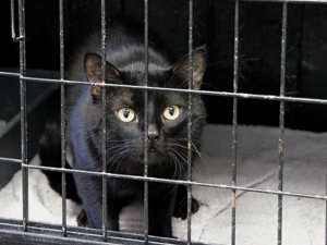 Blackie Bild von Blackie