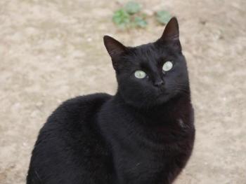 Tulu Bild von Tulu