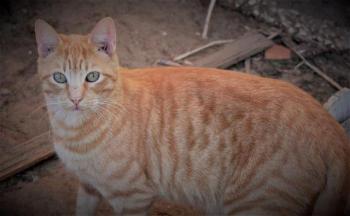 Oneto Bild von Oneto