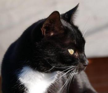 Auxi Bild von Auxi