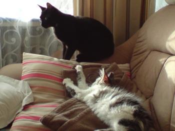 Bild von Merlin