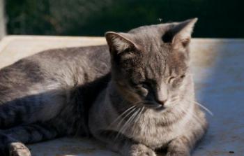 Simba Bild von Simba