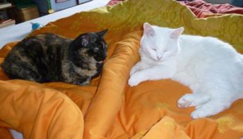 Rosalind Bild von Rosalind
