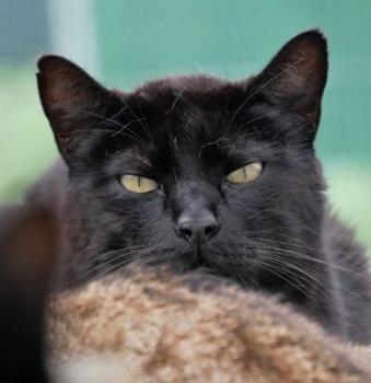 Negro Bild von Negro