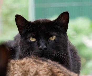 Negro Bild von Negro