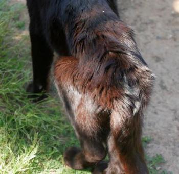 Negro Bild von Negro