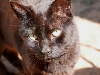 Negro Bild von Negro